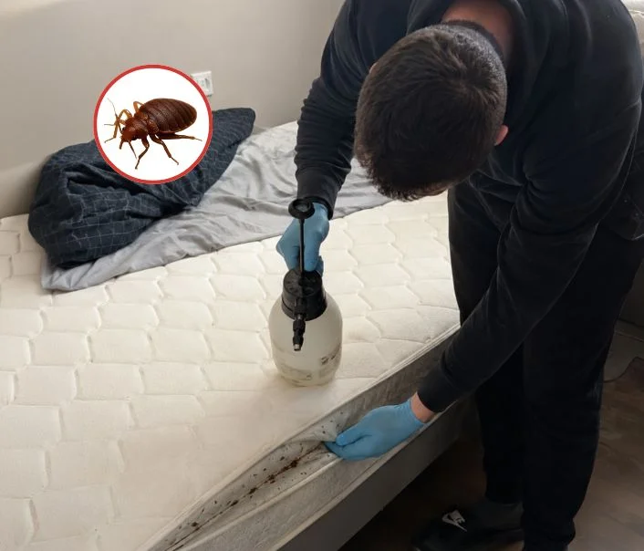 Technicien traitant un matelas contre les punaises de lit à Noisy-le-Grand